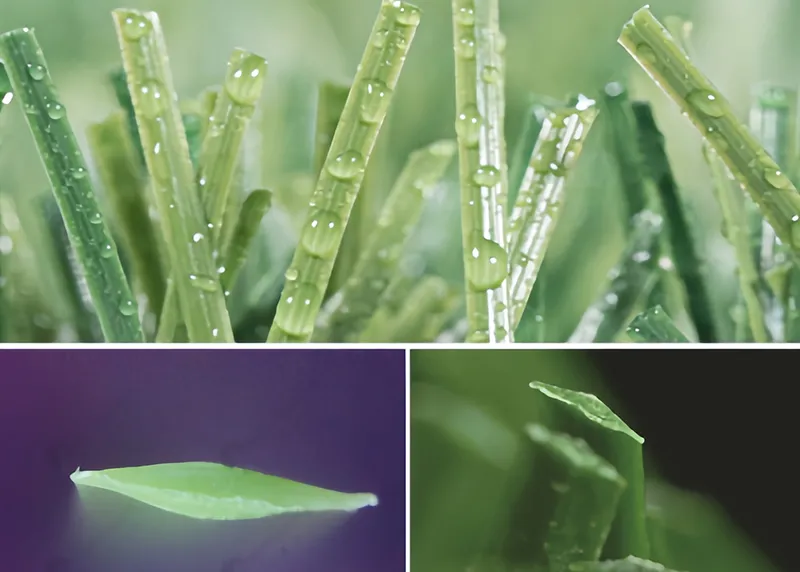 Campo de f&uacute;tbol profesional